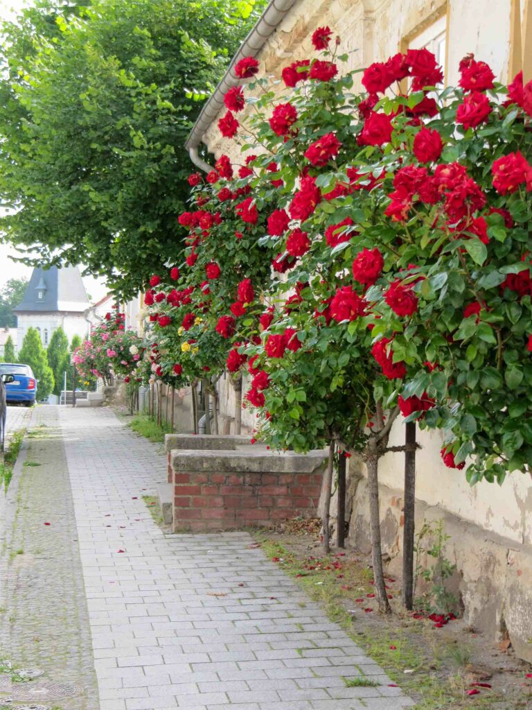 Straße in Putbus mit Rosen